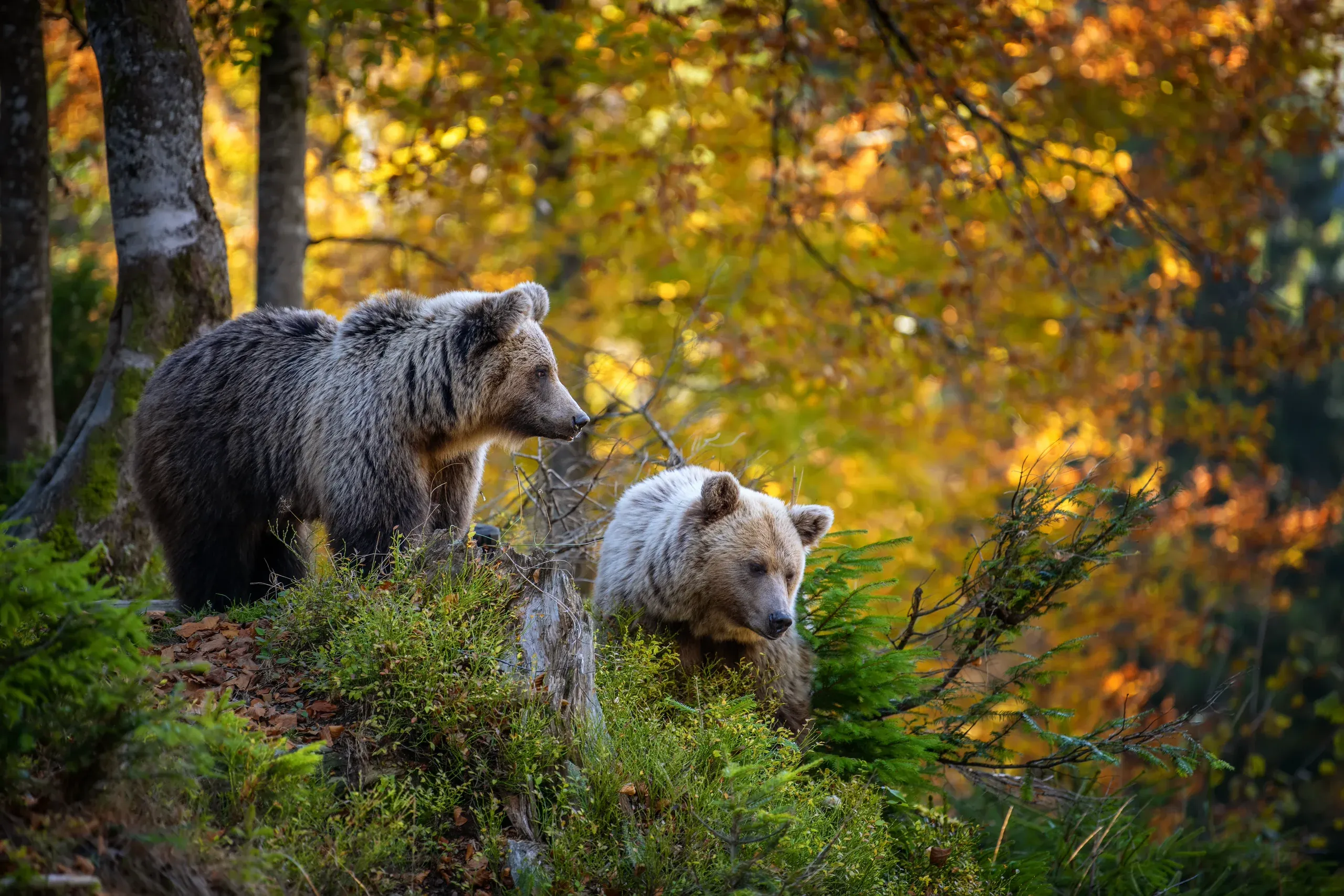 Zwei Braunbären im Herbstwald