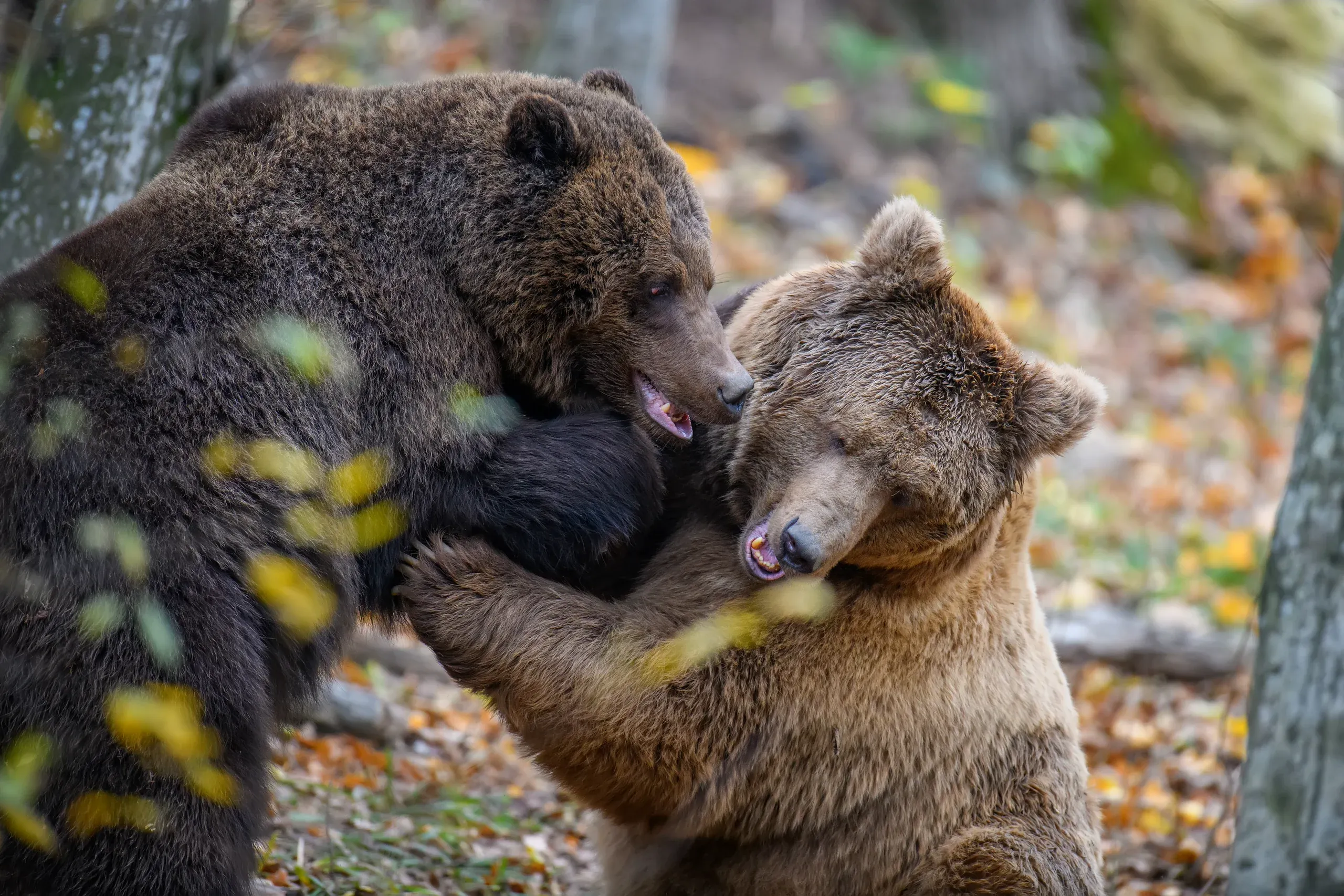 Zwei Braunbären ringen im Herbstlaub