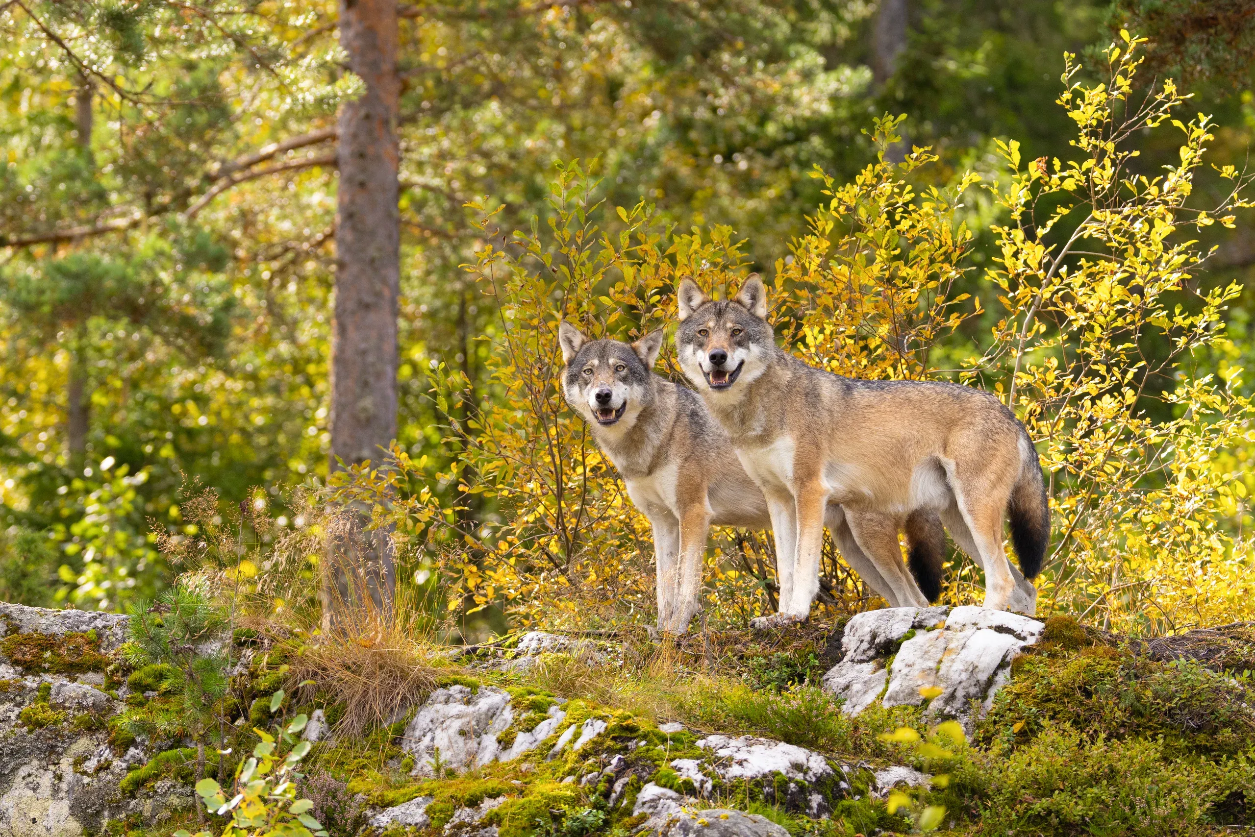 Zwei Wölfe stehen auf einem Felsen im Wald