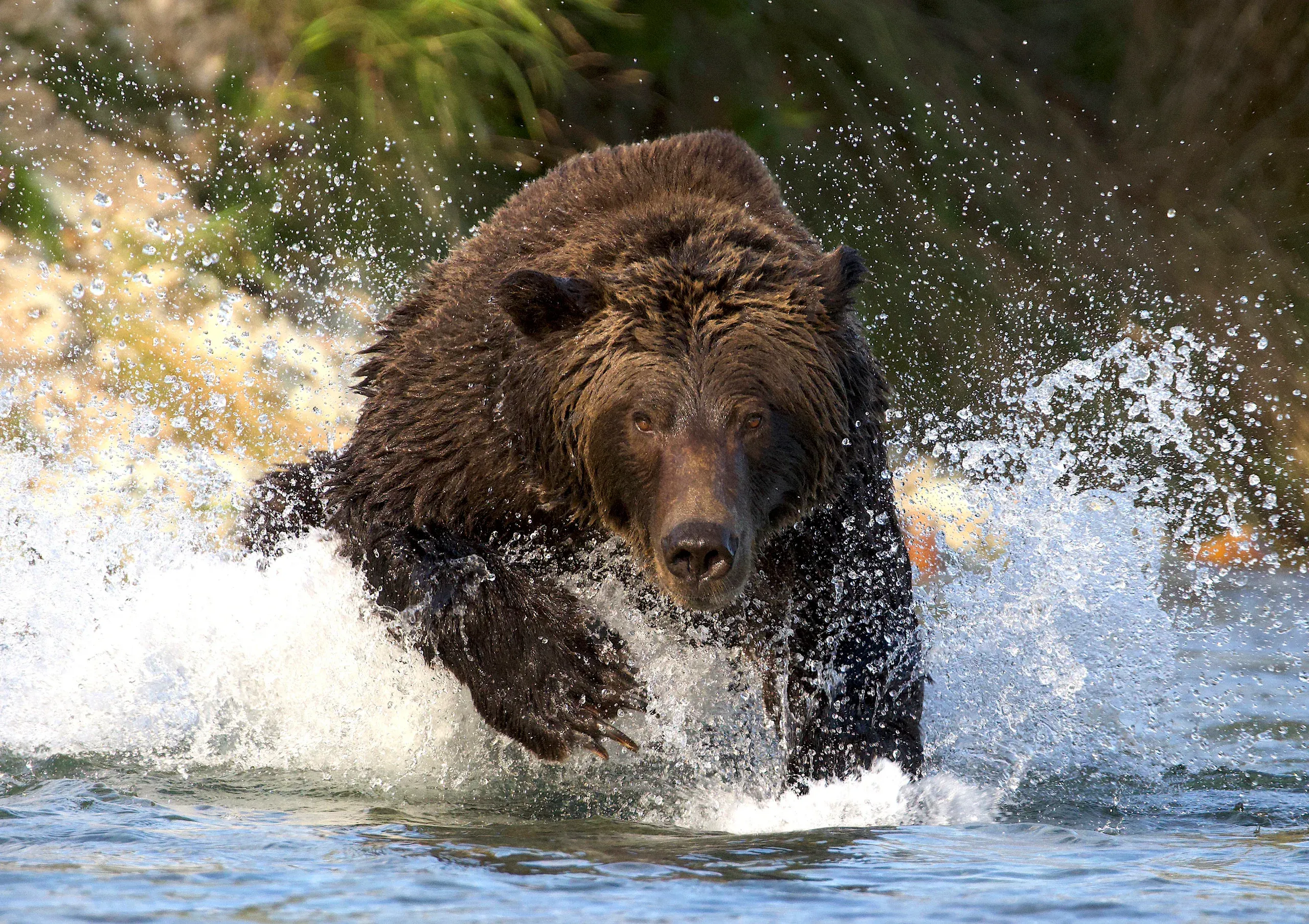 Grizzlybär rennt frontal durch einen Fluss, das Wasser spritzt
