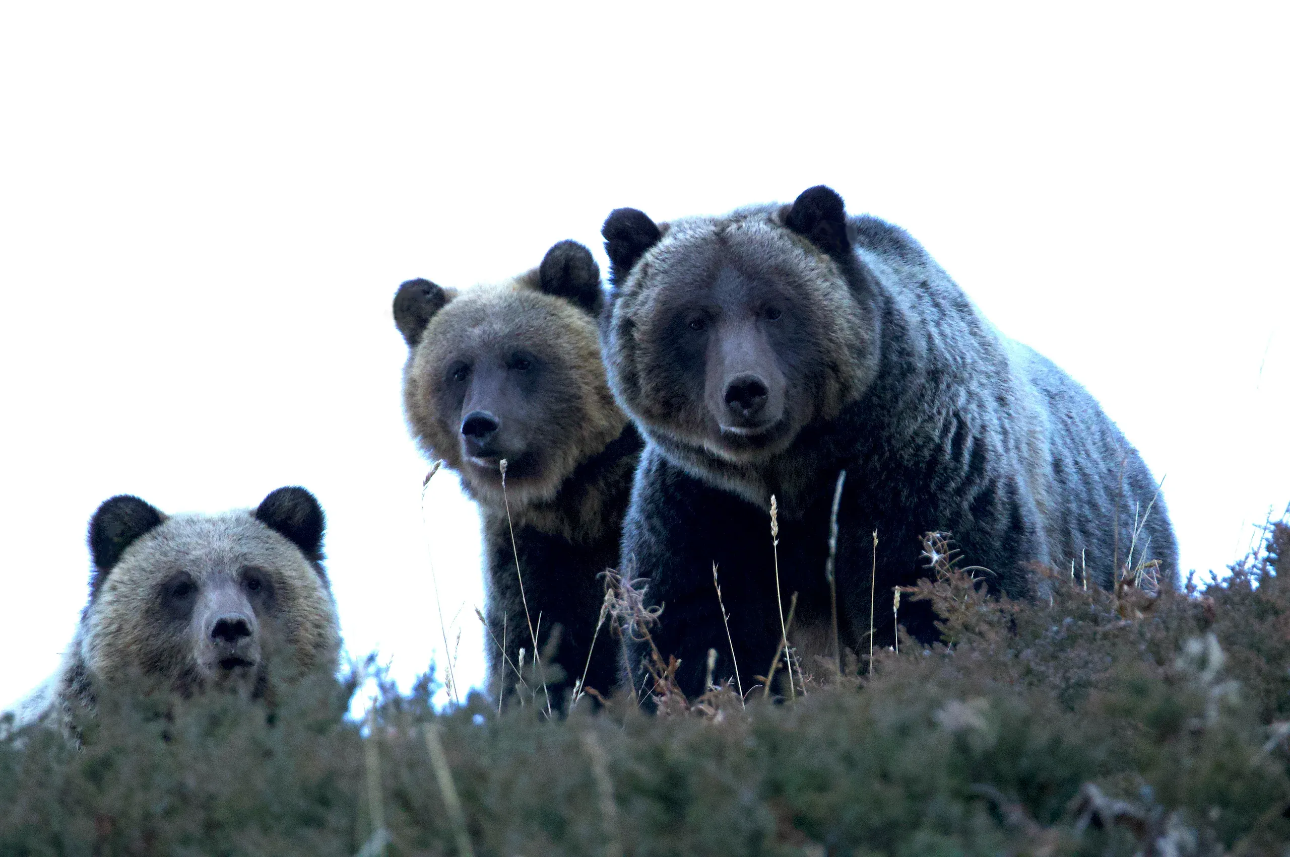 Grizzlybärin mit zwei Jungen am Hang